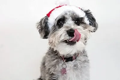 Cattledoodle