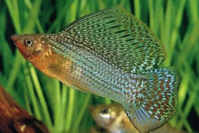 Green sailfin molly