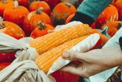 Corn Harvest