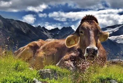 Cow