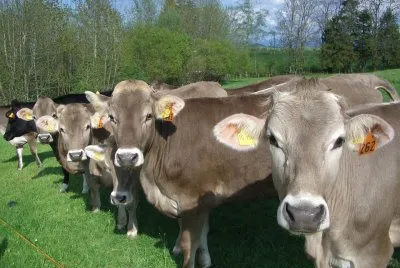 Cows