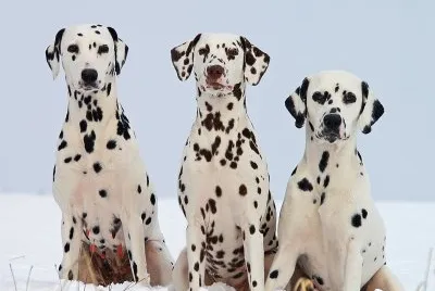 Dalmations