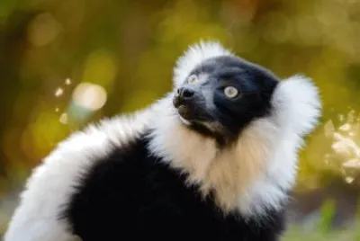 Lemur