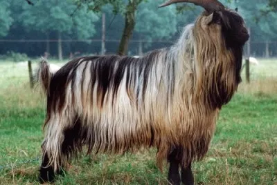 Landrace olandese