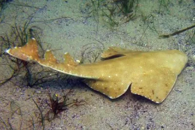 Squatina australis