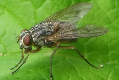 Phaonia valida