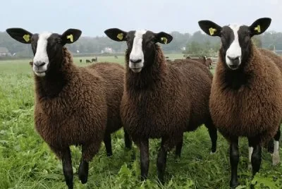 Zwartbles