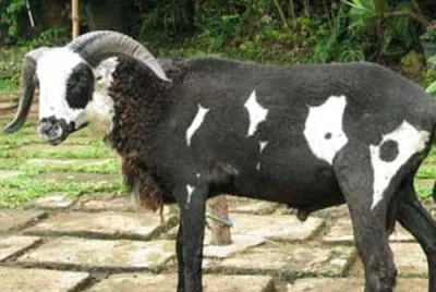 Priangan
