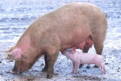 Pig
