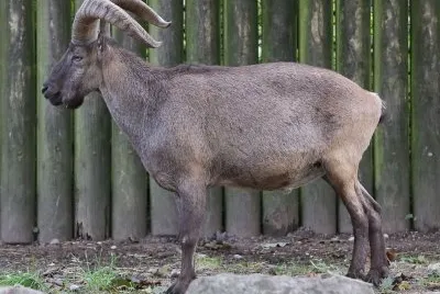 Caucasica