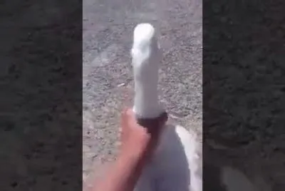 el ganzo