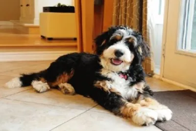 Bernedoodle jigsaw puzzle