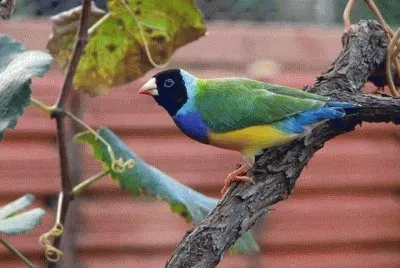 Foto