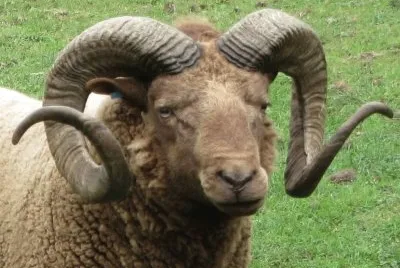 Loaghtan jigsaw puzzle