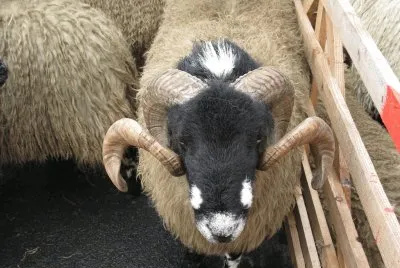 Dalesbred jigsaw puzzle