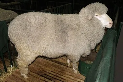 Poll merino jigsaw puzzle