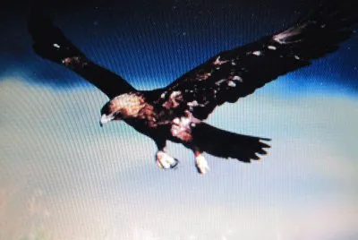 Aquila imperiale spagnola jigsaw puzzle