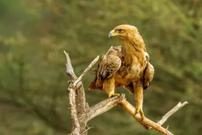 Aquila rapace jigsaw puzzle