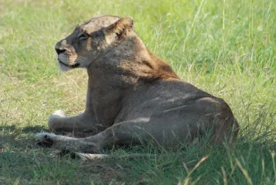 Animals from Africa