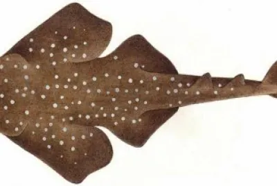 Squatina africana jigsaw puzzle
