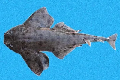 Squatina armata jigsaw puzzle
