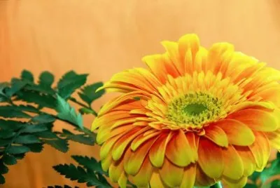 2 jigsaw puzzle