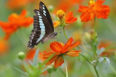 Nature jigsaw puzzle