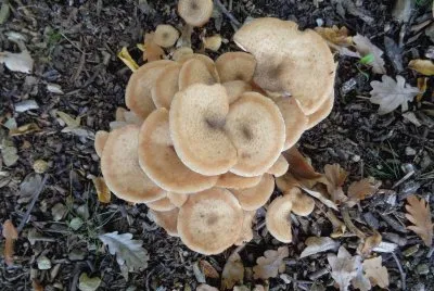 funghi jigsaw puzzle