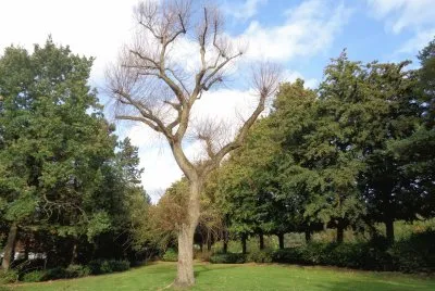 tree jigsaw puzzle
