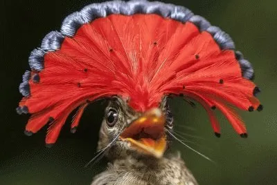 Foto jigsaw puzzle