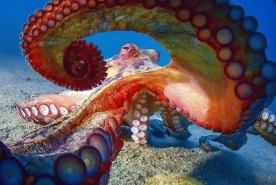 octopus jigsaw puzzle