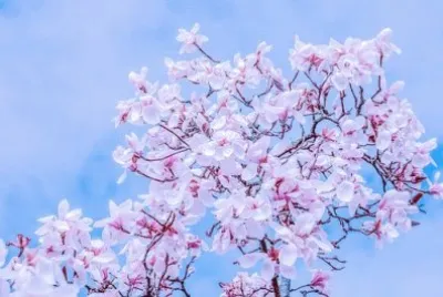 Foto jigsaw puzzle