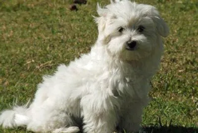 Maltese mix jigsaw puzzle
