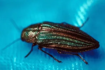 Buprestis aurulenta jigsaw puzzle