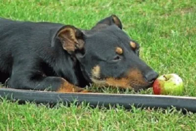 Foto jigsaw puzzle