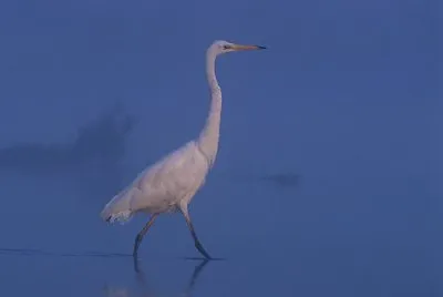 Egretta alba jigsaw puzzle