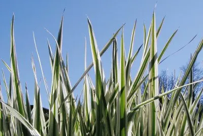 Plants jigsaw puzzle