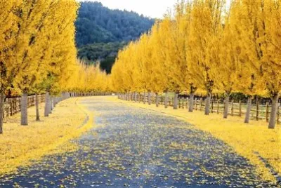 autumn#219 jigsaw puzzle