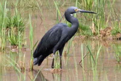 Egretta nera jigsaw puzzle