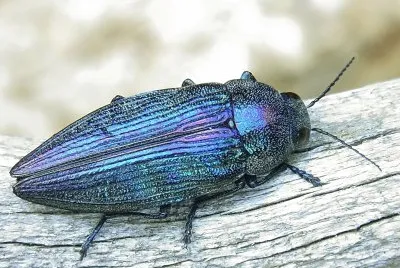 Buprestis rustica jigsaw puzzle