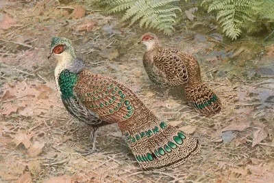Speroniere del borneo
