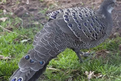 Speroniere grigio