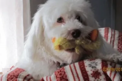 Bear and duck
