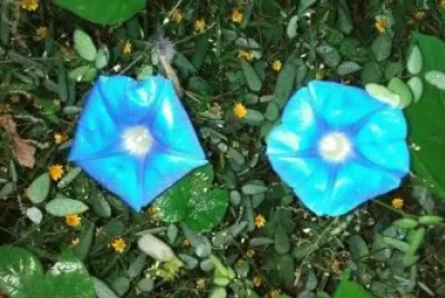 COPAS AZULES