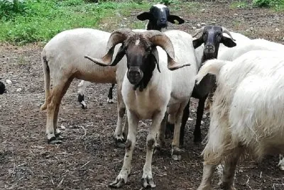 Turchessa