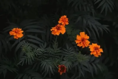 FLOR DE CEMPASÃšCHIL