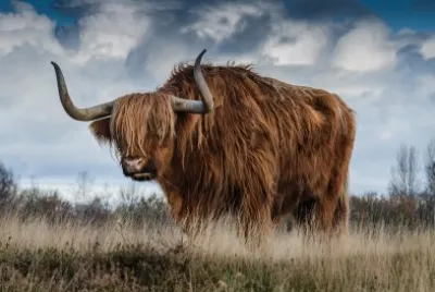 YAK