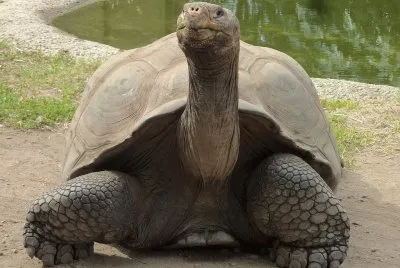 TORTUGA GIGANTE