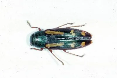 Buprestis rufipes