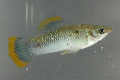 Poecilia sphenops
